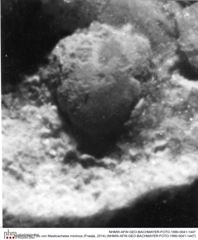 Historisches Foto von Masticacheles minimus (Fraaije, 2014) (NHMW-AFW-GEO-BACHMAYER-FOTO-1990-0041-1447)